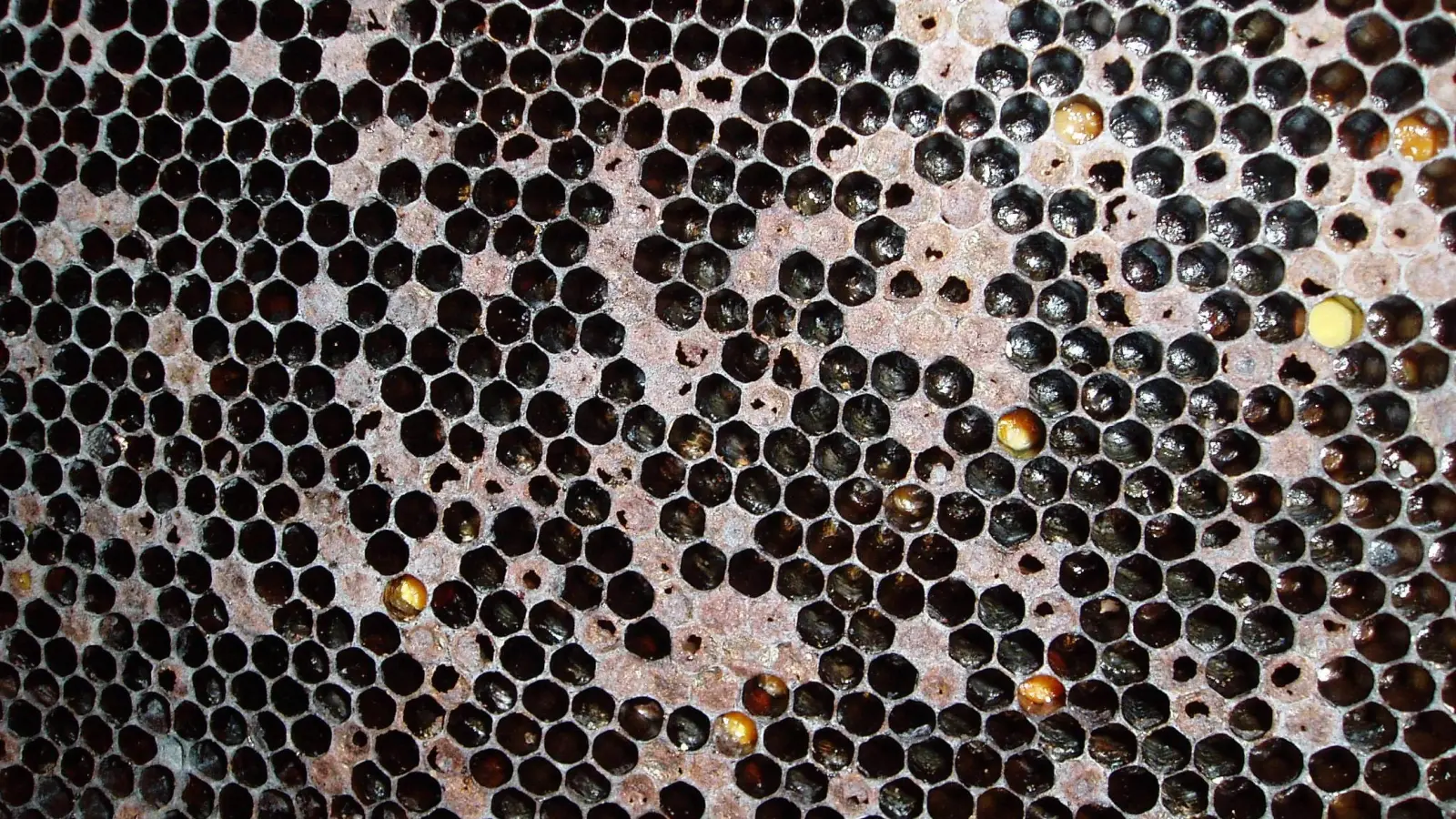 Löchrige Brutwaben sind ein Zeichen der Amerikanischen Faulbrut. Der Erreger der Bienenseuche wurde in einem Bienenvolk bei Rothenburg nachgewiesen. (Foto: Landratsamt Ansbach)