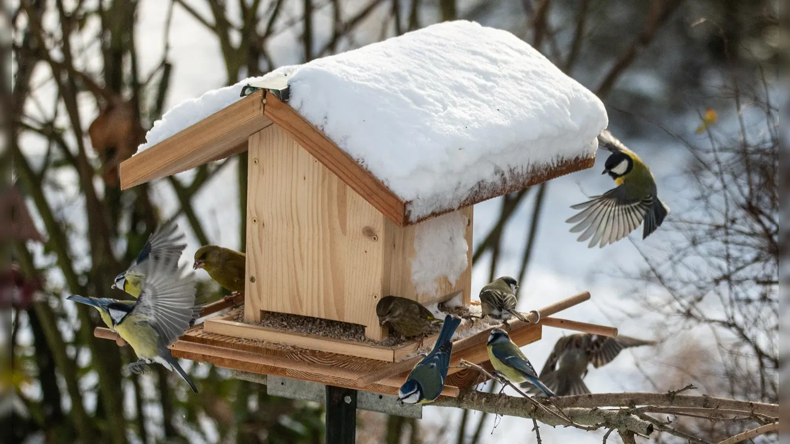 Klare Sicht, kein Neuschnee, Abflug. Buntes Vogeltreiben in einem Garten im Neustädter Ortsteil Diebach.  (Foto: Johann Schmidt)