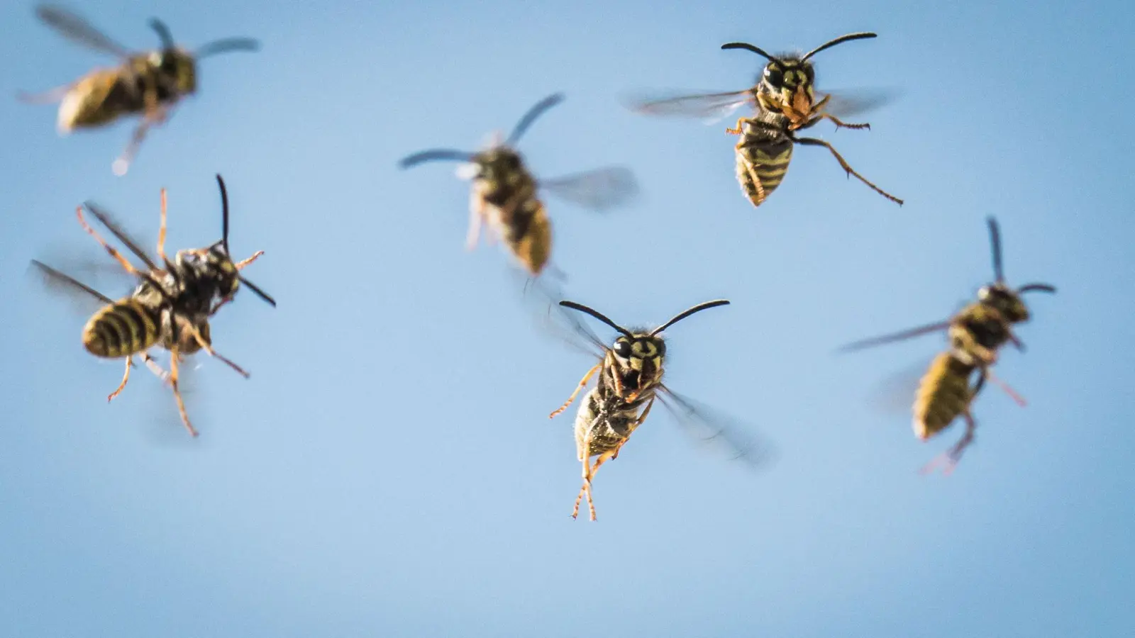 Ab August ist der Aufbau des Wespenvolkes vorbei und die meisten Wespen haben keine Aufgabe mehr. Sie fliegen stattdessen umher und suchen sich Futter. (Foto: Frank Rumpenhorst/dpa/dpa-tmn)