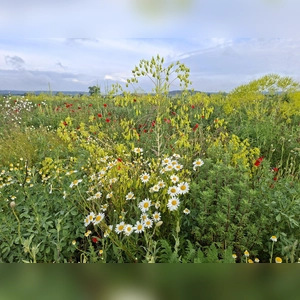 Üppige Blütenpracht - gesehen in Wörnitz-Waldhausen.  (Foto: Werner Trump)
