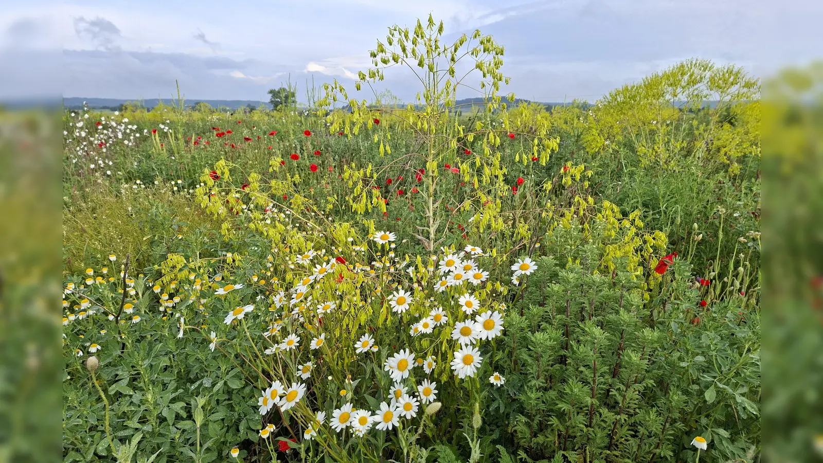 Üppige Blütenpracht - gesehen in Wörnitz-Waldhausen.  (Foto: Werner Trump)