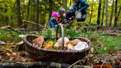 Um in die Pilze zu gehen, sollte man früh aufstehen. Sonst findet man nur noch die, die andere stehen gelassen haben. (Foto: Benjamin Nolte/dpa-tmn)