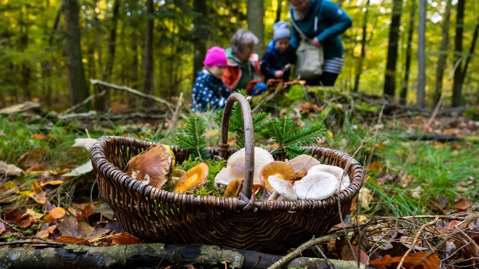 Um in die Pilze zu gehen, sollte man früh aufstehen. Sonst findet man nur noch die, die andere stehen gelassen haben. (Foto: Benjamin Nolte/dpa-tmn)