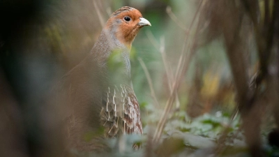 Ein Rebhuhn sitzt in einem Gehege des Zoologischen Gartens Wilhelma (Foto: Sina Schuldt/dpa)