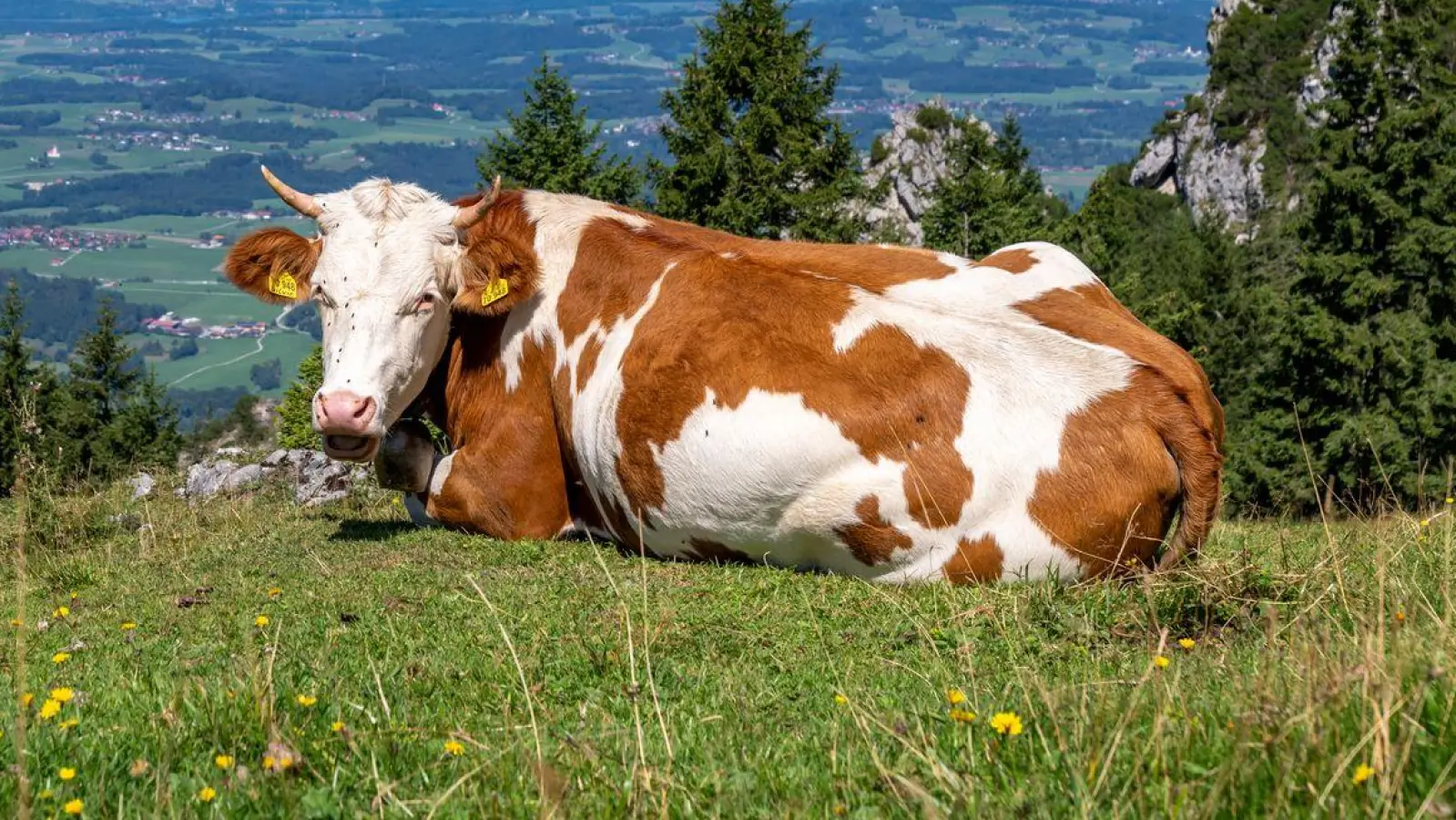 Das heitere Wetter eignet sich gut für einen Sonntagsspaziergang.  (Foto: Peter Kneffel/dpa)