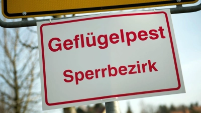 In einem Gänsemastbetrieb im Landkreis Dingolfing-Landau ist die Geflügelpest nachgewiesen worden (Archivbild).  (Foto: Arno Burgi/dpa-Zentralbild/dpa)