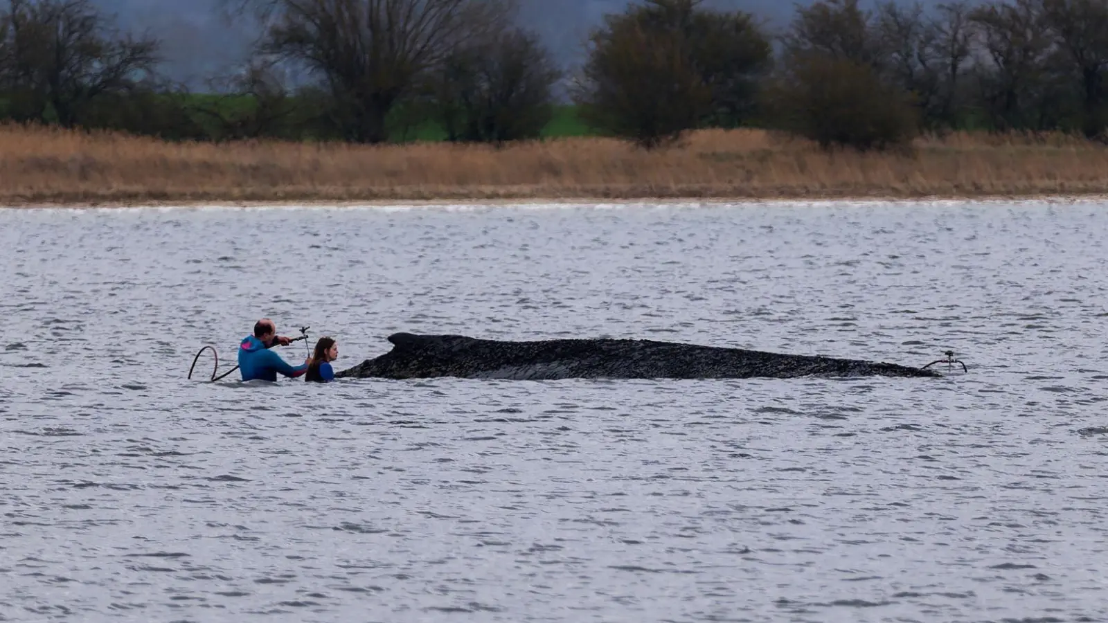 Einsatzkräfte der Feuerwehr benetzen den Rücken des Wals, der aus dem Wasser ragt.  (Foto: Marcus Golejewski/dpa)