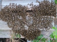 „Herzige” Bienen - gesehen in Rothenburg (Foto: Ursula Memhardt)