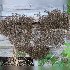 „Herzige” Bienen - gesehen in Rothenburg (Foto: Ursula Memhardt)
