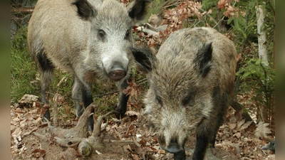 Nach einem Unfall bei Sachsen bei Ansbach sind mehrere Wildschweine verendet.  (Symbolbild: Peter Zumach)