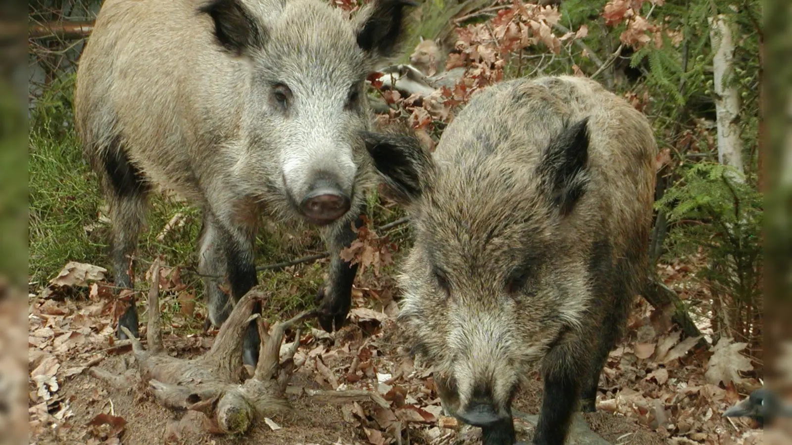 Nach einem Unfall bei Sachsen bei Ansbach sind mehrere Wildschweine verendet.  (Symbolbild: Peter Zumach)