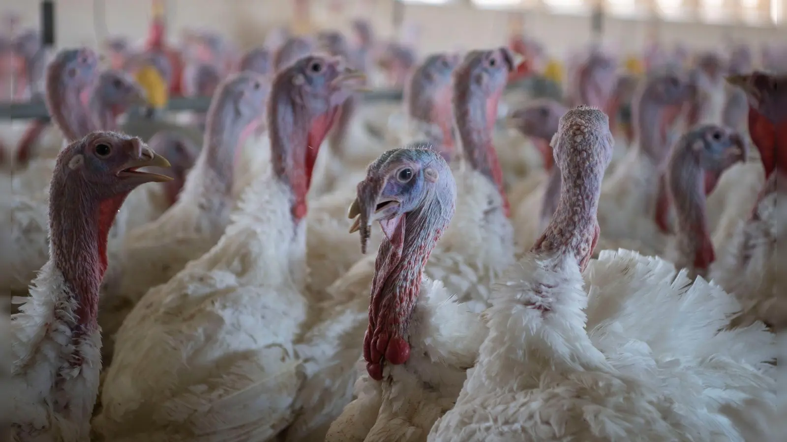 Puten im Stall eines Mastbetriebs. (Symbolbild) (Foto: Philip Dulian/dpa)