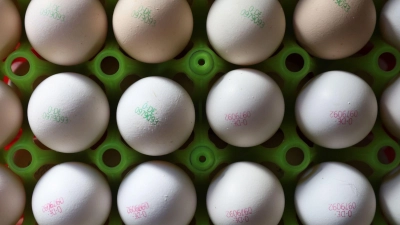 Eier könnten durch die Vogelgrippe teurer werden. (Symbolbild) (Foto: Karl-Josef Hildenbrand/dpa)