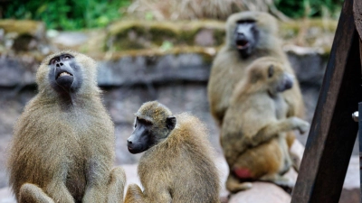 Das Pavian-Gehege ist überbelegt. Der Zoo will deshalb einige Tiere töten.  (Foto: Daniel Karmann/dpa)