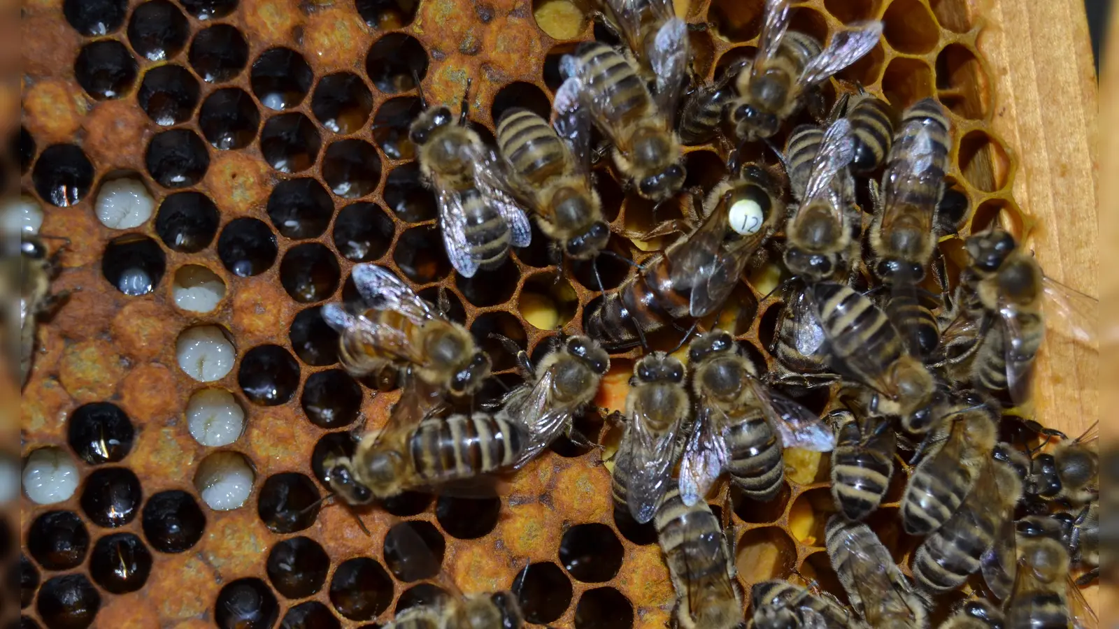 Hier tummeln sich Bienen mit ihrer Königin auf einer Honigwabe. Die Insekten von ganz nah beobachten können auch die Berufsschüler, wenn sie sich trauen. (Foto: Andrea Walke)