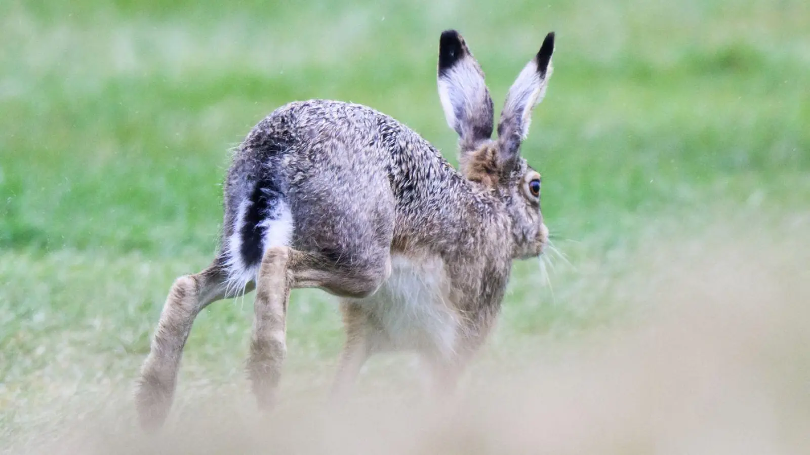 Nagetieren wie Feldhasen und Kaninchen droht Gefahr durch die Hasenpest, die jetzt im Landkreis Ansbach aufgetreten ist.  (Symbolbild: Julian Stratenschulte/dpa)