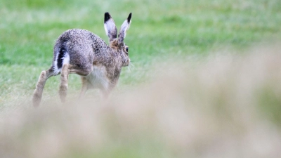 Ein Feldhase in freier Wildbahn: Bei Wässerndorf nahe Seinsheim wurden zwei an Tularämie verendete Tiere gefunden. (Foto: Julian Stratenschulte/dpa)