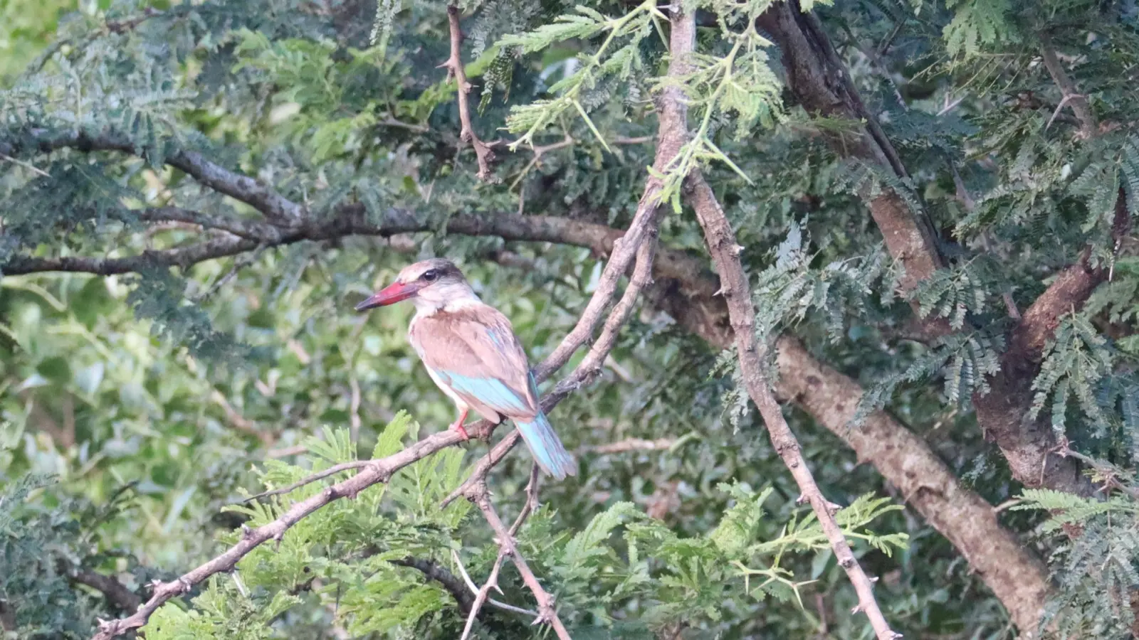 Ein Blick auf die bunten Vertreter der südafrikanischen Vogelwelt ... (Foto: Gudrun Bayer)