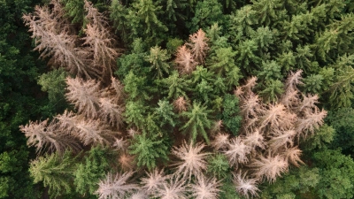 Vor allem im Harz, im Bergischen Land und in Thüringen ist der Waldrückgang besonders groß. (Archivbild) (Foto: Sebastian Kahnert/dpa-Zentralbild/dpa)