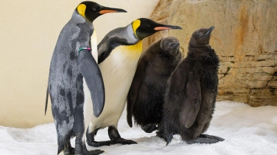 Zum ersten Mal seit Beginn der Königspinguin-Haltung 1976 gibt es im Tiergarten Schönbrunn gleich zwei Küken. (Foto: Daniel Zupanc/TIERGARTEN SCHÖNBRUNN/APA/dpa)