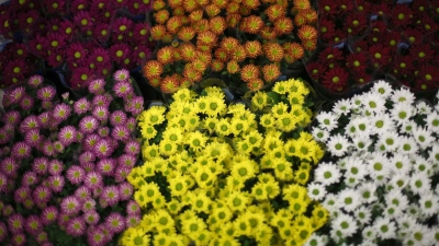 Zartes Rosa, leuchtendes Gelb, tiefes Burgunderrot: Chrysanthemen überzeugen mit Farbenpracht. (Foto: Ina Fassbender/dpa-tmn)