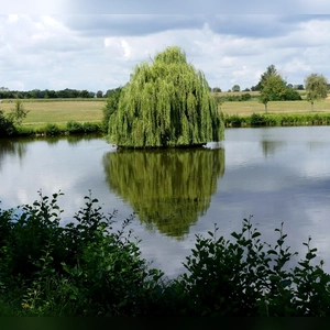 Trauerweide - gesehen bei Triesdorf. (Foto: Erich Kraus)