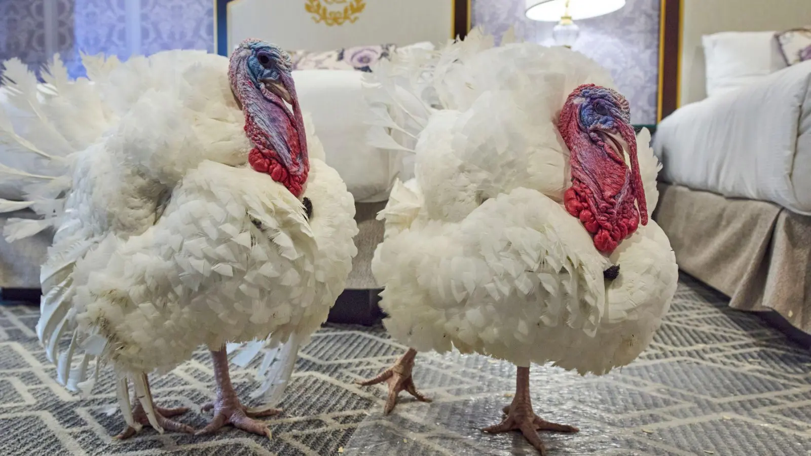 Die Truthähne „Waddle” und „Gobble”, die vor Thanksgiving symbolisch vom US-Präsidenten „begnadigt” werden, stehen in ihrem Hotelzimmer. (Foto: Jacquelyn Martin/AP/dpa)