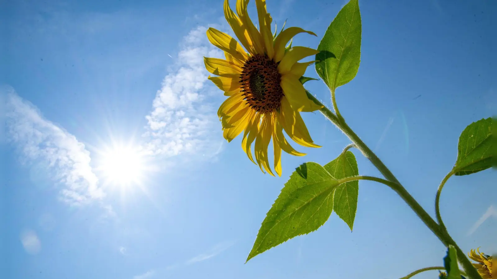 Die Sonne soll sich in den kommenden Tagen öfter zeigen. (Archivbild) (Foto: Pia Bayer/dpa)