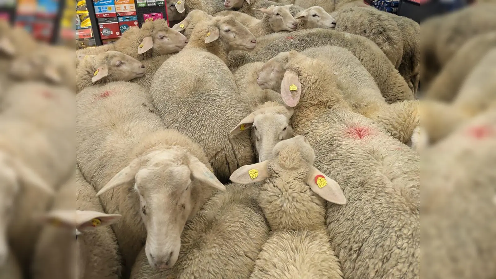 Schafe im Supermarkt - gekauft haben sie nichts. (Foto: -/REWE Group/dpa)