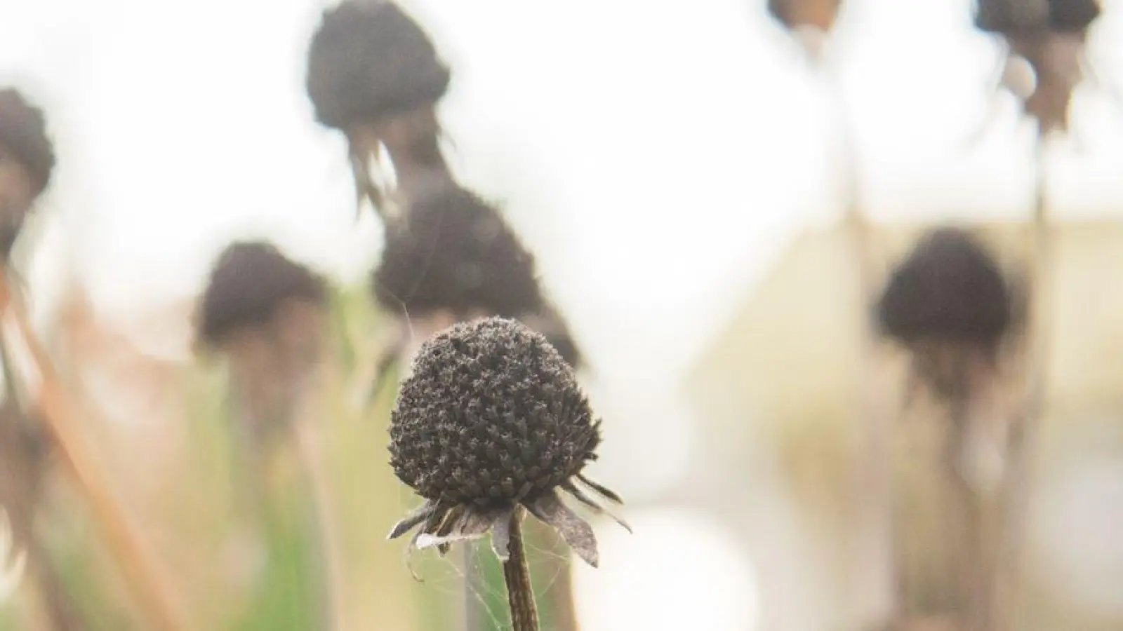 Verblühte Blütenstände wie diese Sonnenhüte bieten Insekten einen Rückzugsort für den Winter. (Foto: Christin Klose/dpa-tmn)