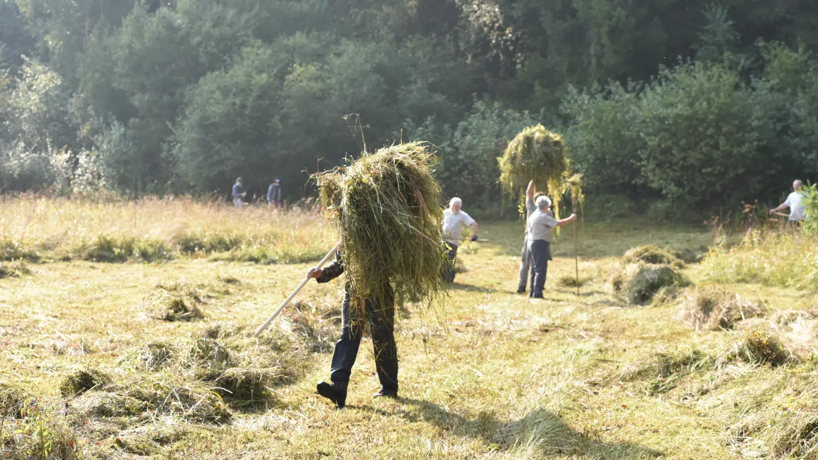 Eine Moorwiese am Rohrweiher bei Flachslanden bietet durch ihre Feuchtigkeit und den abgestuften Bewuchs das ideale Umfeld für Heuschrecken. Alljährlich packen Freiwillige an, um die gemähte Streu möglichst schonend herauszutragen. (Foto: Manfred Blendinger)