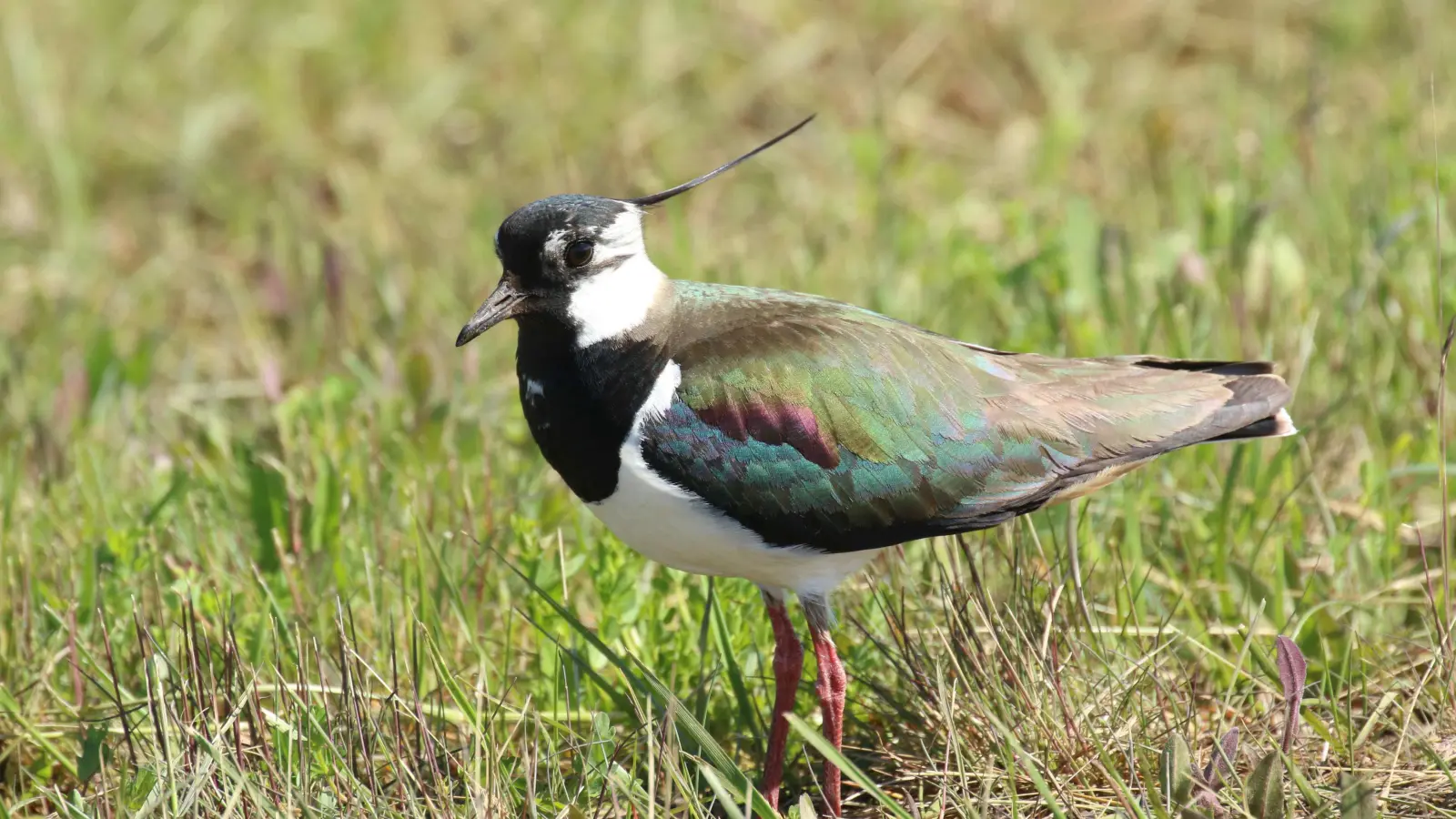 40 junge Kiebitze sind in diesem Jahr im Wiesmet flügge geworden. Über das Projekt chance.natur sollen diese und andere Wiesenbrüter geschützt werden. (Foto: Dirk Ullmann)