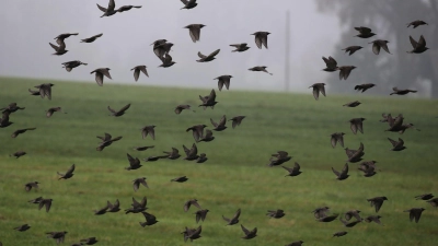 Am Himmel ist im Herbst viel los. (Archivbild) (Foto: Karl-Josef Hildenbrand/dpa)