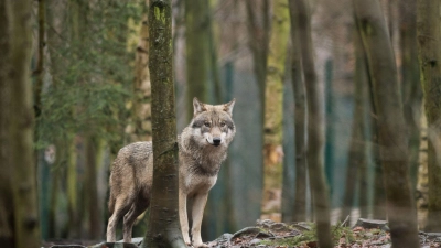 Das EU-Parlament entscheidet, den Wolf-Schutzstatus zu reduzieren. (Archivbild) (Foto: Klaus-Dietmar Gabbert/dpa-Zentralbild/dpa-tmn)