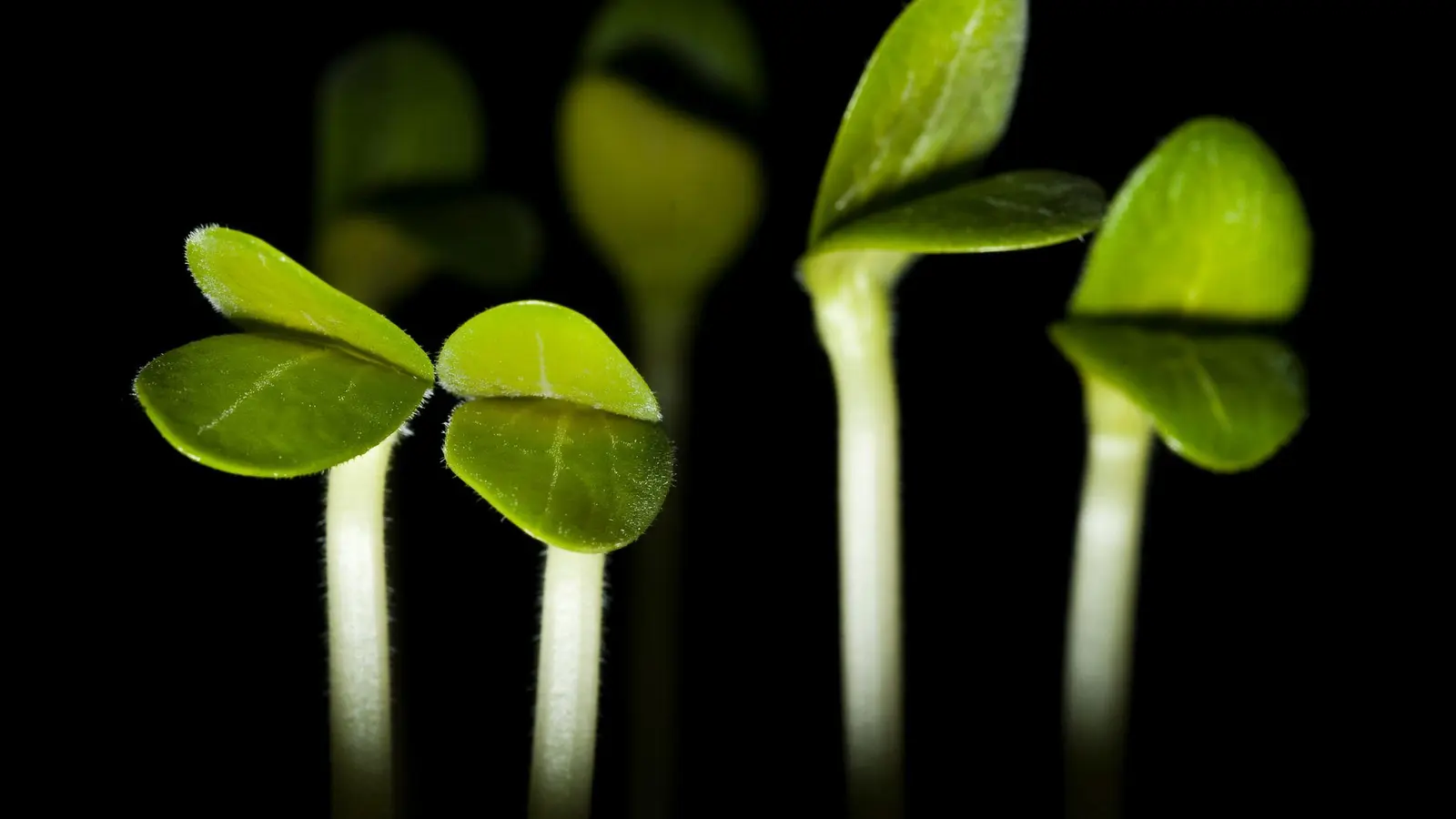Gemüse-Keimlinge auf der Fensterbank - hier etwa Zucchini - machen jetzt schon Lust auf die Gartensaison. (Foto: Franziska Gabbert/dpa-tmn)