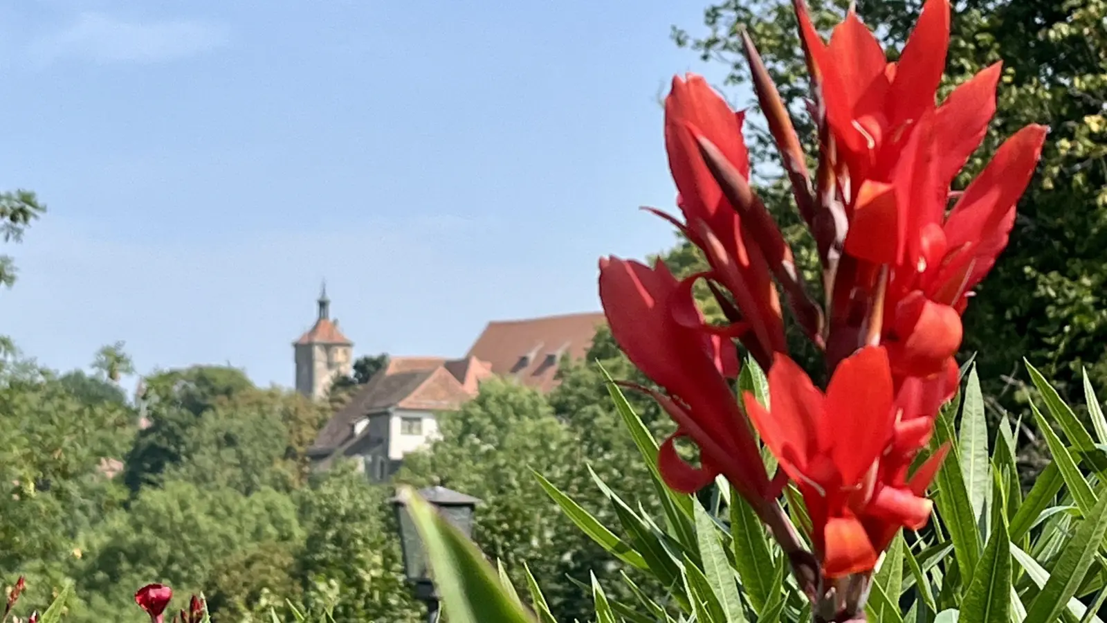 Spätsommerliche Blumenpracht – gesehen in Rothenburg (Foto: Hans-Martin Huber )