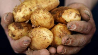Mit oder ohne Schale: Die zarte Hülle kann bei frischen Knollen gerne mitgegessen werden. (Foto: Martin Gerten/dpa/dpa-tmn)