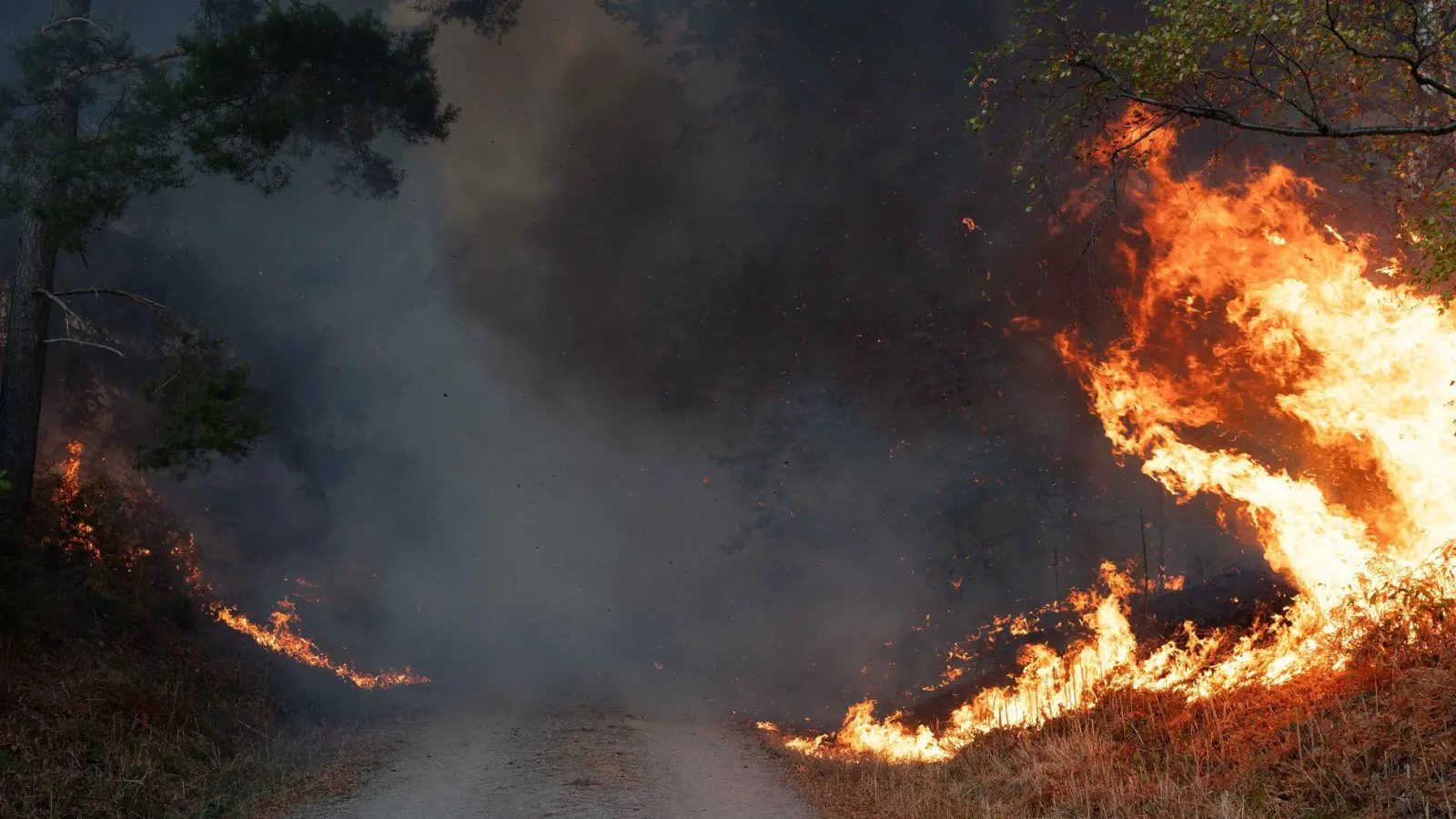 Flammen an einem Waldweg in unmittelbarer Nähe zum Ort Hürtgenwald. (Foto: Jan Ohmen/dpa)