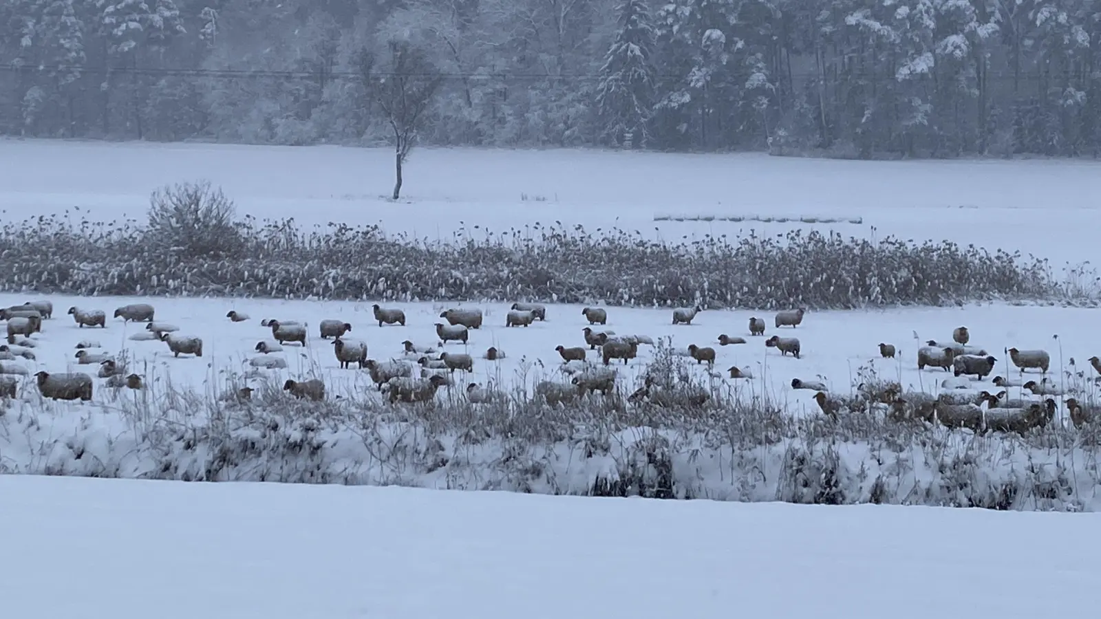 Kalt erwischt: Schafe an der Aurach bei Gunzendorf ( Gemeinde Emskirchen). (Foto:  Marianne Schülein)