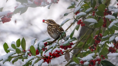 Die Rotdrossel mit Beere im Schnee war das Gewinnerbild des Fotowettbewerbs zur Stunde der Gartenvögel.  (Foto: Marie Brettschneider)