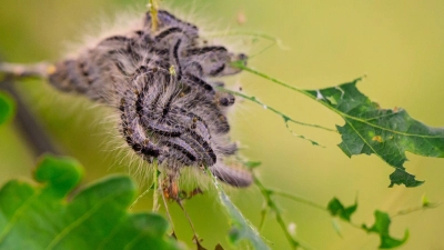 Gefahr für Hunde: Fühlen die Raupen des Eichenprozessionsspinners sich bedroht, werfen sie ihre Brennhaare ab. (Foto: Philipp Schulze/dpa/dpa-tmn)