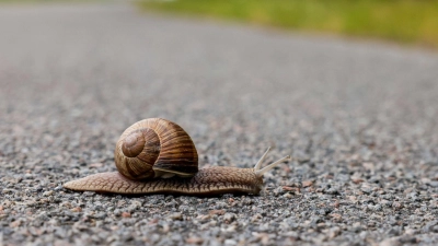 Eine Schnecke überquert einen Fahrradweg. (Foto: Frank Molter/dpa)