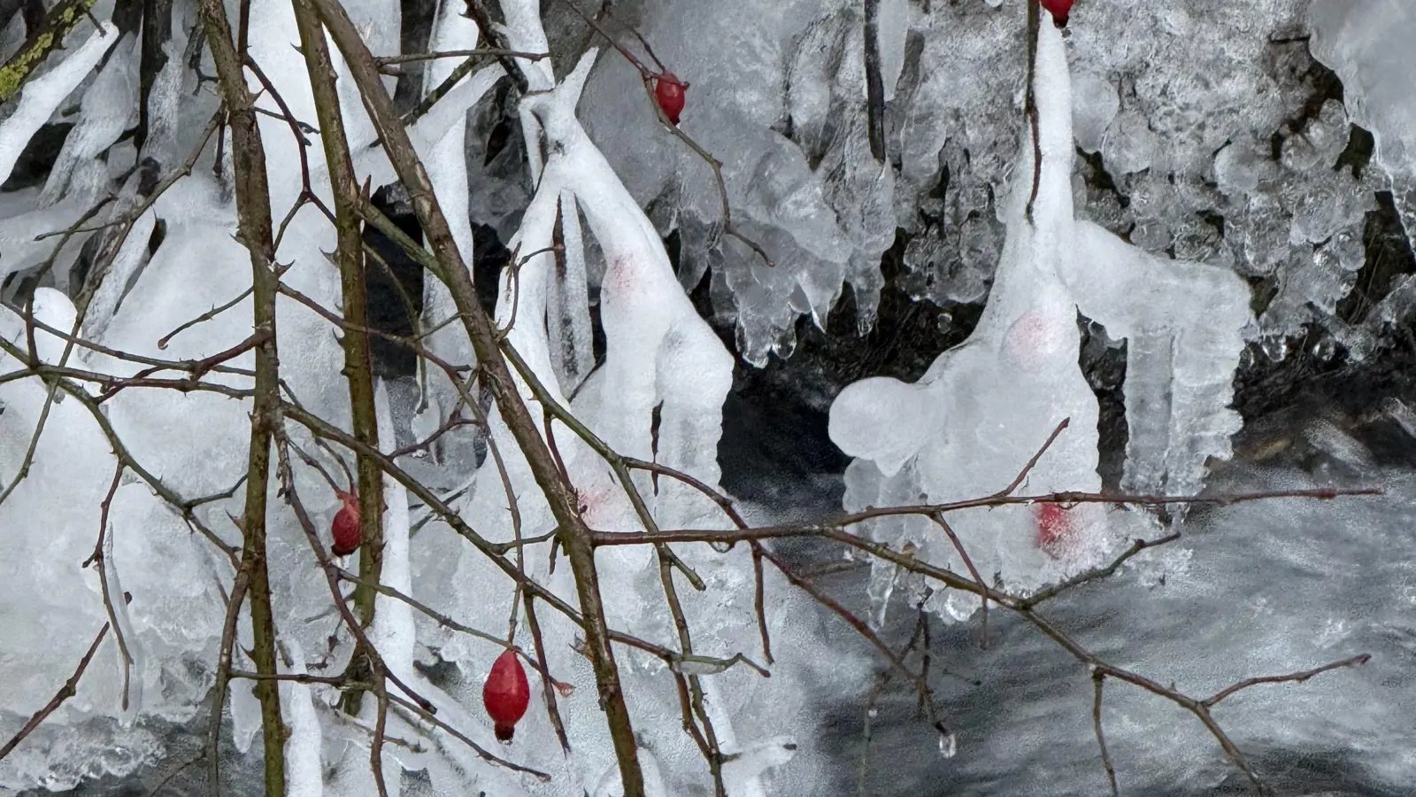 Elis Bauer zeigt in Bad Windsheim diesen dezenten roten Schmuck im Eiskleid.  (Foto: Elis Bauer)