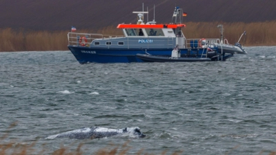 Am Morgen ist der gestrandete Buckelwal frei im Wasser geschwommen.    (Foto: Jens Büttner/dpa)