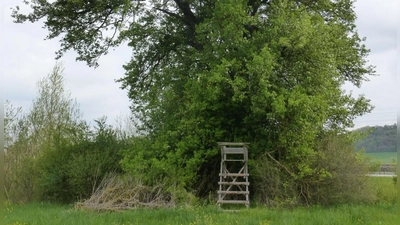 Ein lebendes Naturdenkmal: In die Liste der schützenswerten Bäume wird auch diese Birne bei Wasserzell aufgenommen. (Foto: Susanne Wolf)