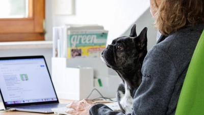 Die Französische Bulldogge Klärchen vom Münchhof im Büro der Werbeagentur media4nature auf dem Schoß einer Mitarbeiterin. (Foto: Daniel Karmann/dpa)