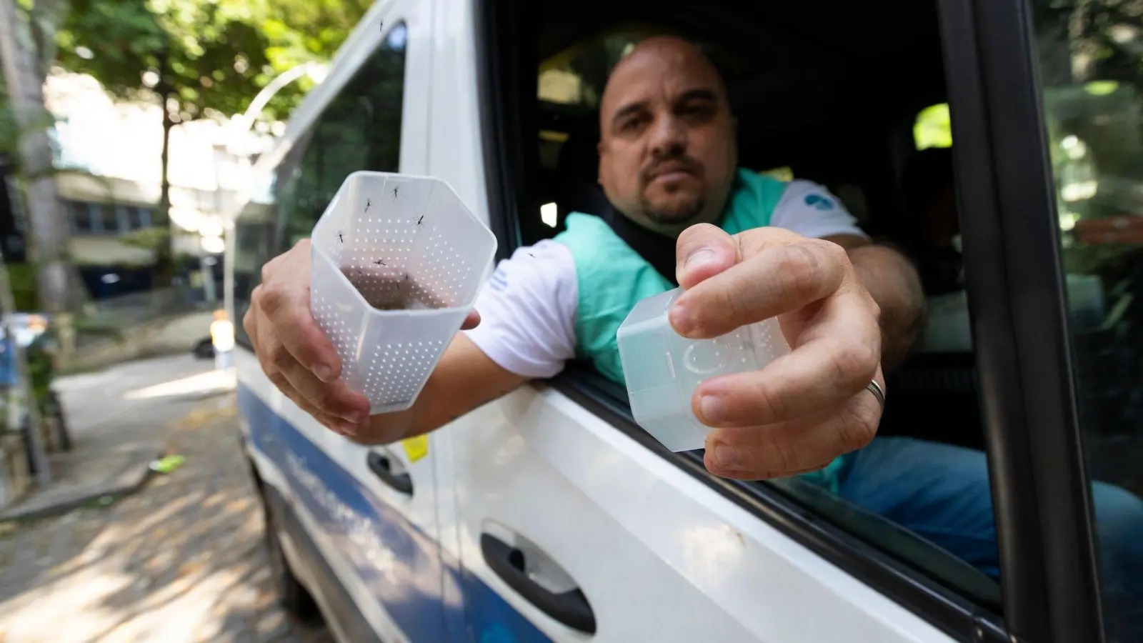 Ein Mitarbeiter des brasilianischen Instituts Fiocruz setzt in Rio de Janeiro Gelbfiebermücken aus, die mit Wolbachia-Bakterien modifiziert wurden. (Archivbild) (Foto: Fernando Souza/dpa)