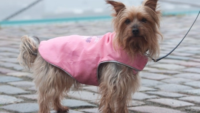 Schützt bei Regen und Kälte: Bei kurzbeinigen Rassen kann ein Wintermantel für Wuffi sinnvoll sein. (Foto: Stefan Sauer/dpa/dpa-tmn)
