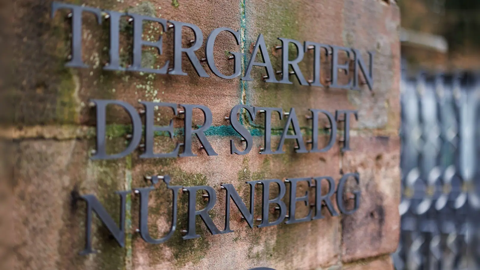 Bis zum 10. Januar waren die drei Weißstörche im Tiergarten. Dann sind sie in ihr Winterquartier in der Außenstelle umgezogen. (Symbolfoto) (Foto: Daniel Karmann/dpa)